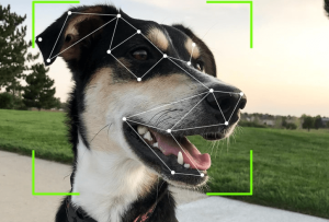 Công nghệ giúp con người nhìn thế giới qua đôi mắt động vật