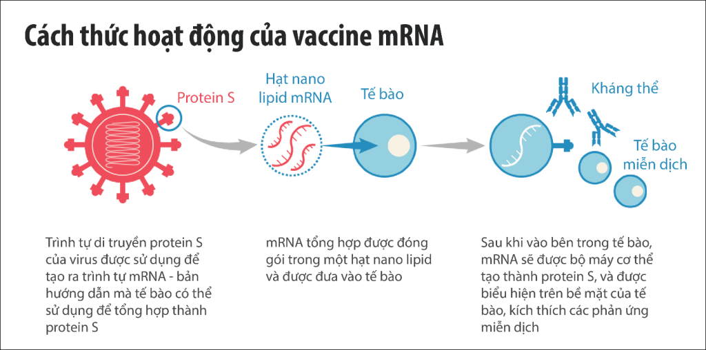 Cách thức hoạt động của vaccine mRNA (theo PGS.TS Lê Thị Lý)