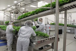 Vaccine có nguồn gốc từ thực vật và tiềm năng ứng dụng