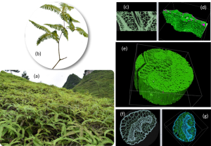 Than hoạt tính từ cây guột và tiềm năng ứng dụng trong lĩnh vực Dược – Mỹ phẩm