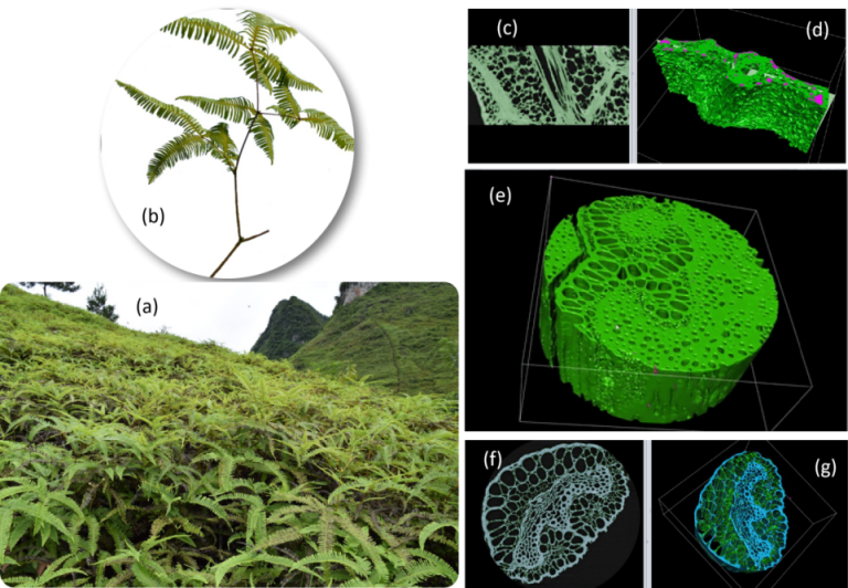 Than hoạt tính từ cây guột và tiềm năng ứng dụng trong lĩnh vực Dược – Mỹ phẩm