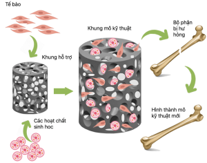 Công nghệ in 3D trong kỹ thuật mô