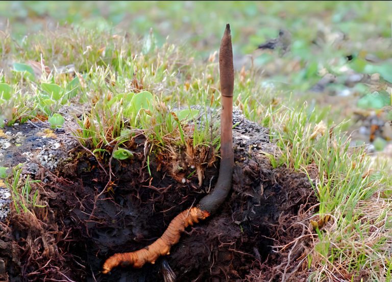 Đông trùng hạ thảo: Truyền thuyết và tiềm năng y học