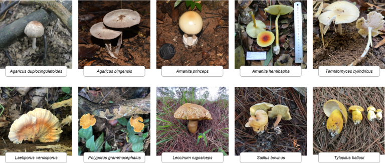 Nấm rừng ăn được