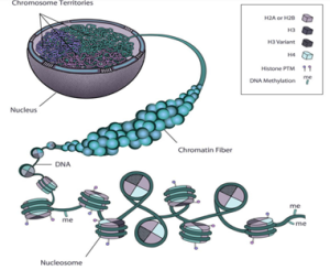 Dấu ấn methyl hóa DNA trong sàng lọc, chẩn đoán ung thư