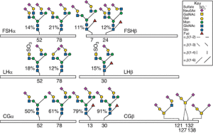 Liệu pháp Gonadotropin – chìa khóa thành công trong công nghệ hỗ trợ sinh sản